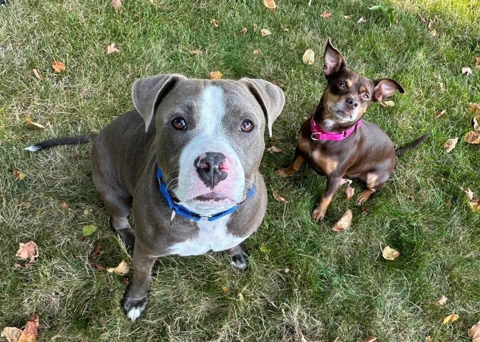 Max, a Adoptable mixed breed in Wausau, WI image 3/5
