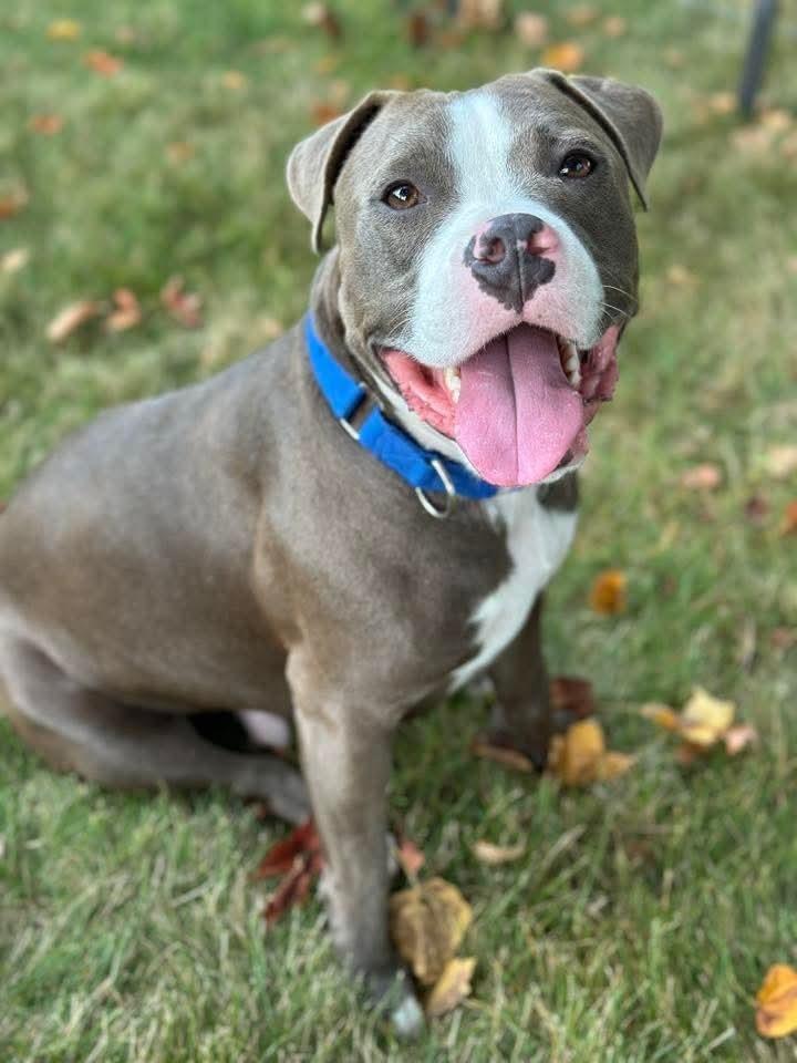Max, a Adoptable mixed breed in Wausau, WI image 4/5