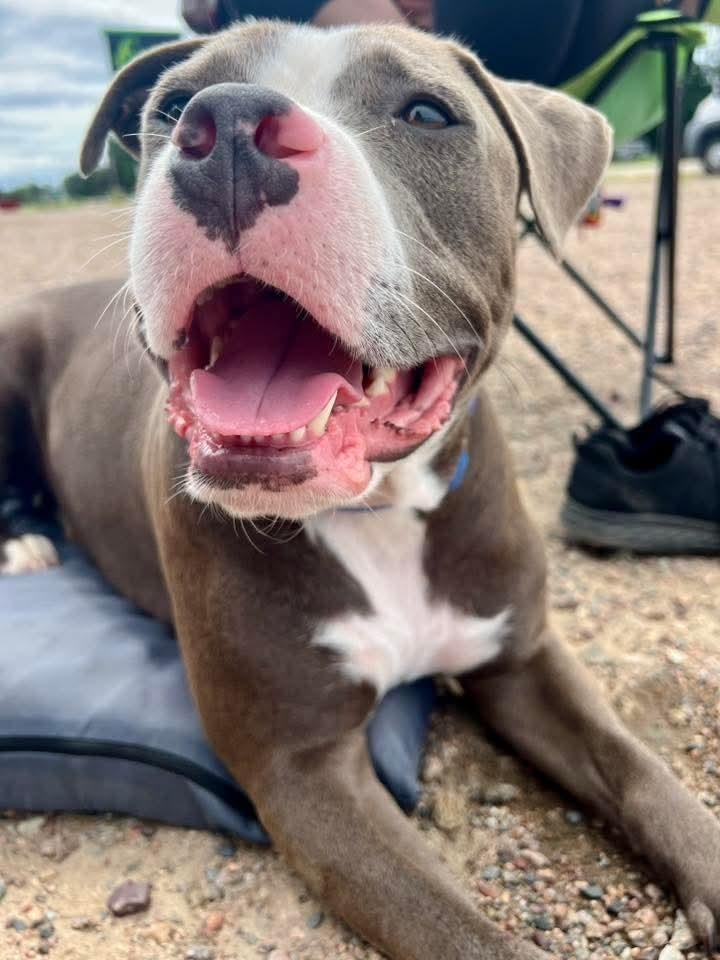 Max, a Adoptable mixed breed in Wausau, WI image 5/5