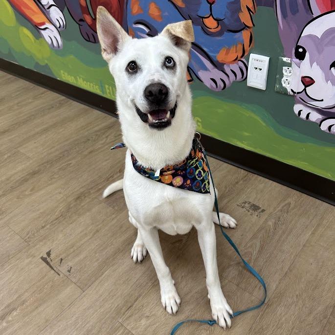 Piper, Adoptable, Senior Female Husky & Mixed Breed.