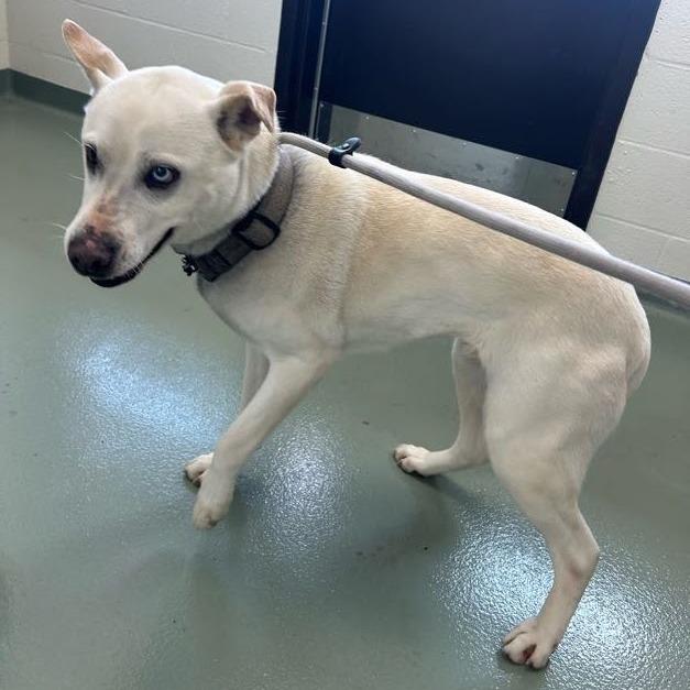Enlarge Piper, a Adoptable mixed breed in Verona, VA image 2/3