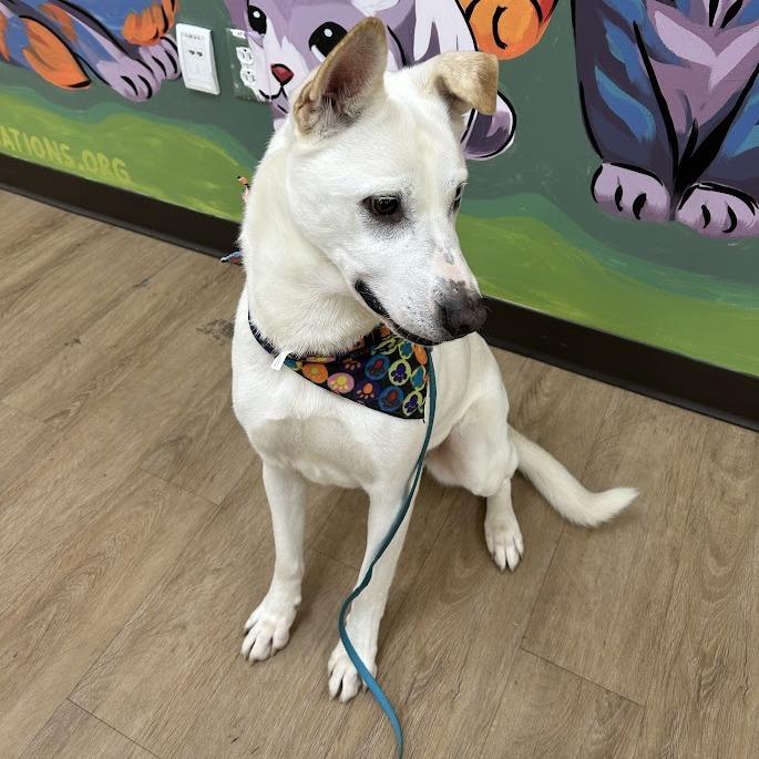 Enlarge Piper, a Adoptable mixed breed in Verona, VA image 3/3