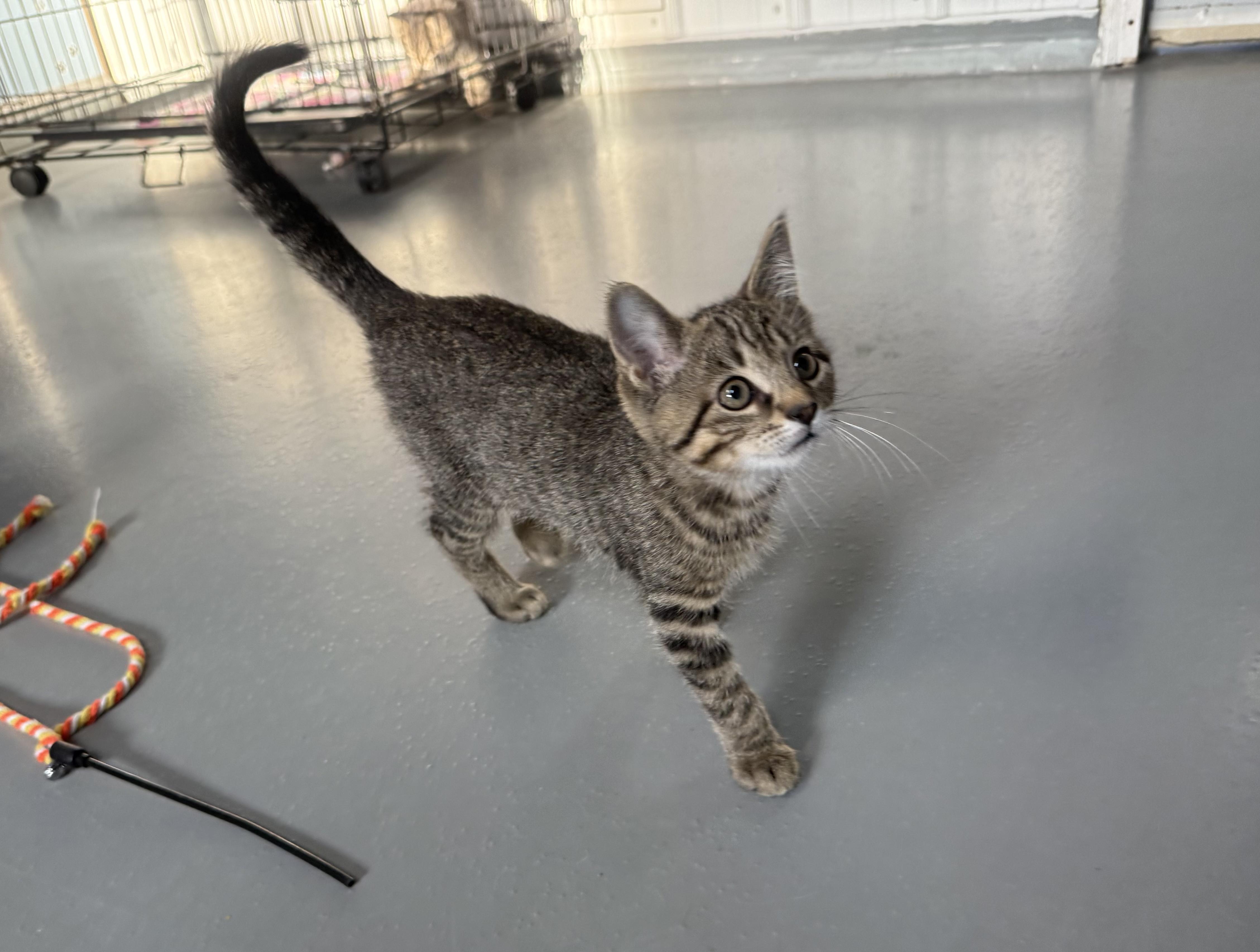Enlarge Willy, a ADOPTABLE American Shorthair in Big Rapids, MI image 3/3