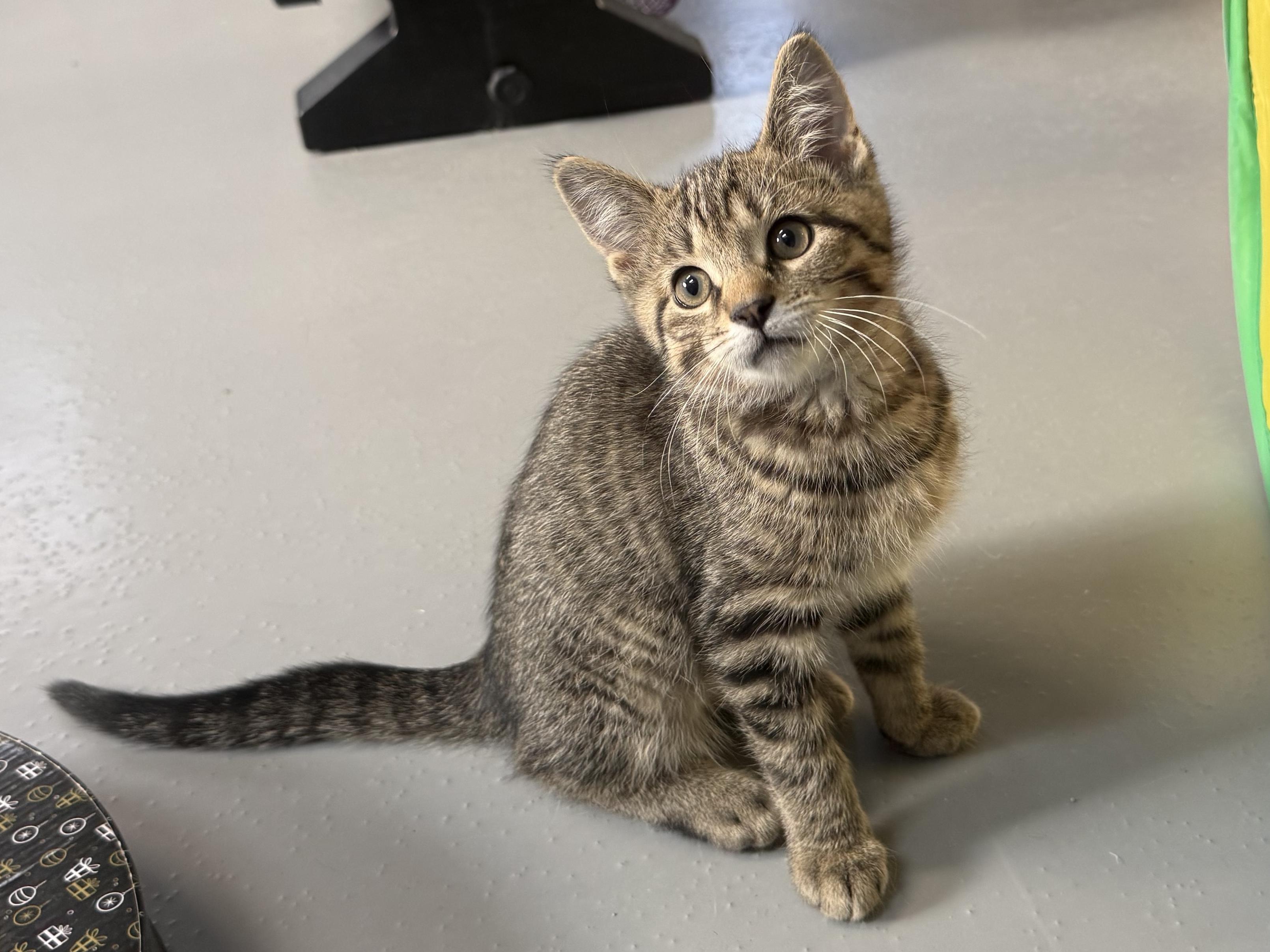 Enlarge Willy, a ADOPTABLE American Shorthair in Big Rapids, MI image 1/3
