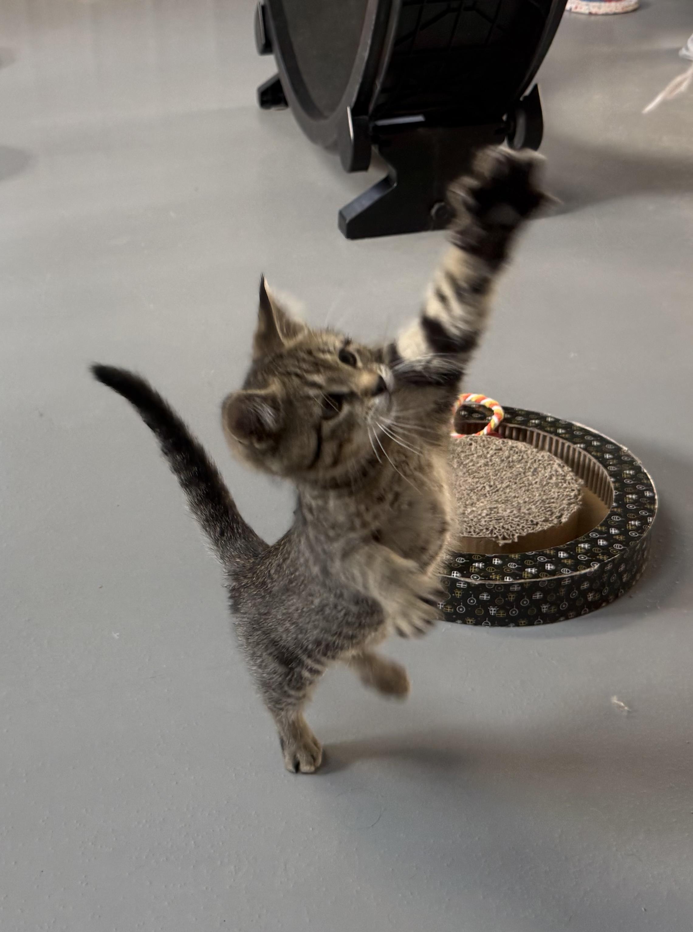 Enlarge Willy, a ADOPTABLE American Shorthair in Big Rapids, MI image 2/3