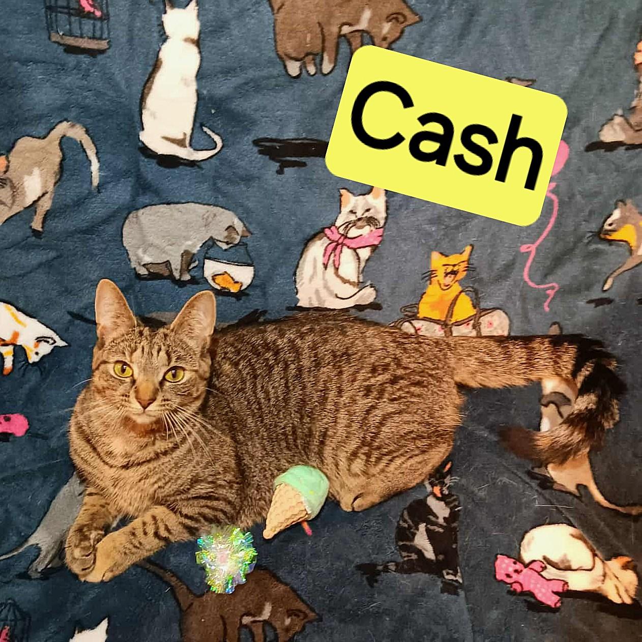 Cash, Adoptable, Young Male Domestic Short Hair.