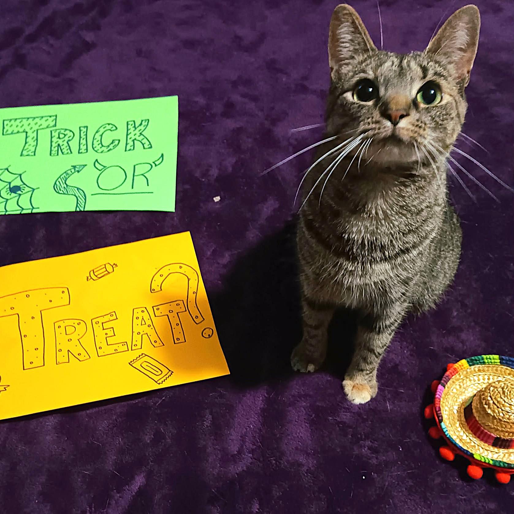 Enlarge Cash, a Adoptable Domestic Short Hair in Quincy, OH image 2/2