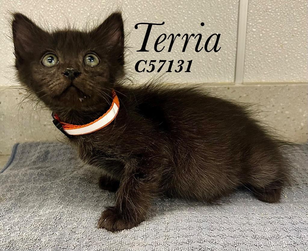 Terria (Orange), Adoptable, Kitten Female Domestic Short Hair.
