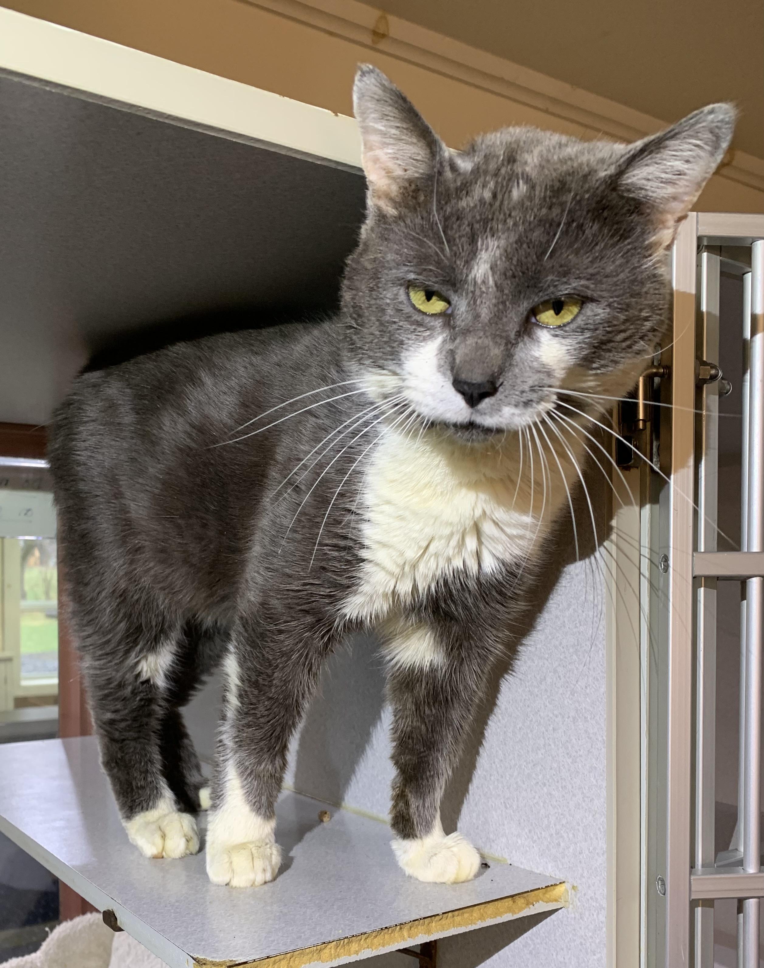 Enlarge Jack, a ADOPTABLE mixed breed in Massena, NY image 2/2