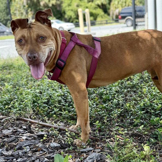 TOOTSIE, Adoptable, Adult Female Pit Bull Terrier.