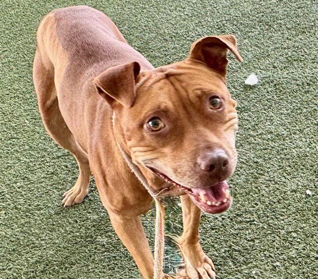 Enlarge TOOTSIE, a Adoptable Pit Bull Terrier in Tavares, FL image 1/1