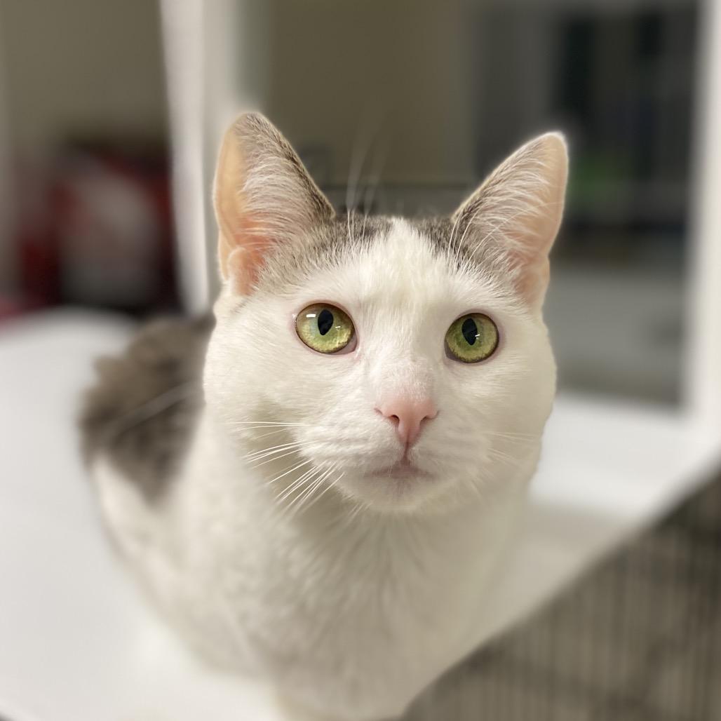 24-210 Vera, Adoptable, Adult Female Domestic Short Hair.