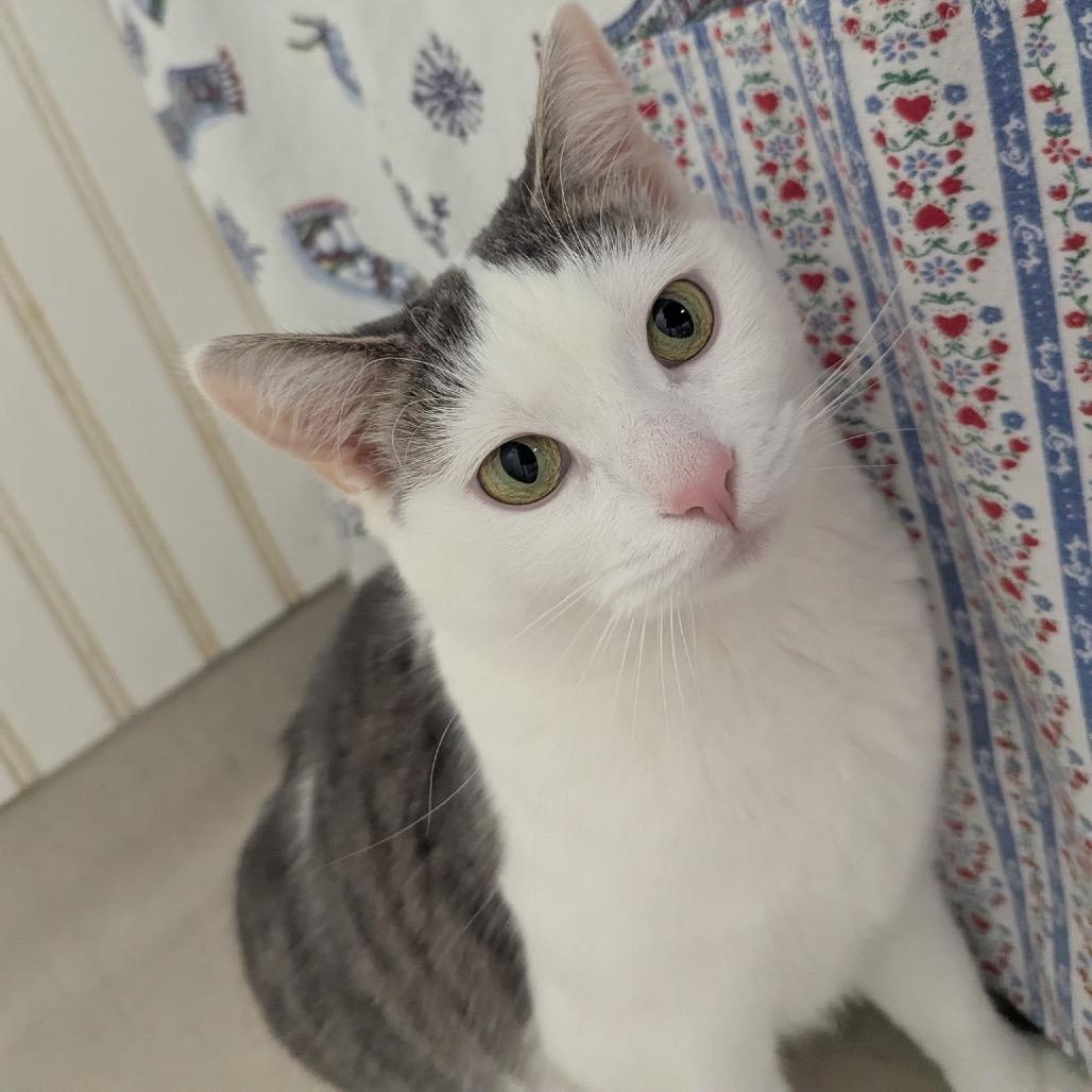 Enlarge 24-210 Vera, a Adoptable Domestic Short Hair in North Branford, CT image 3/6