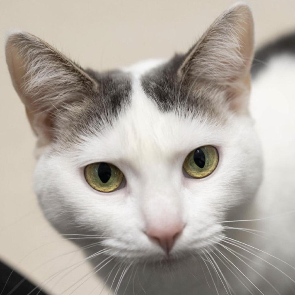 Enlarge 24-210 Vera, a Adoptable Domestic Short Hair in North Branford, CT image 4/6