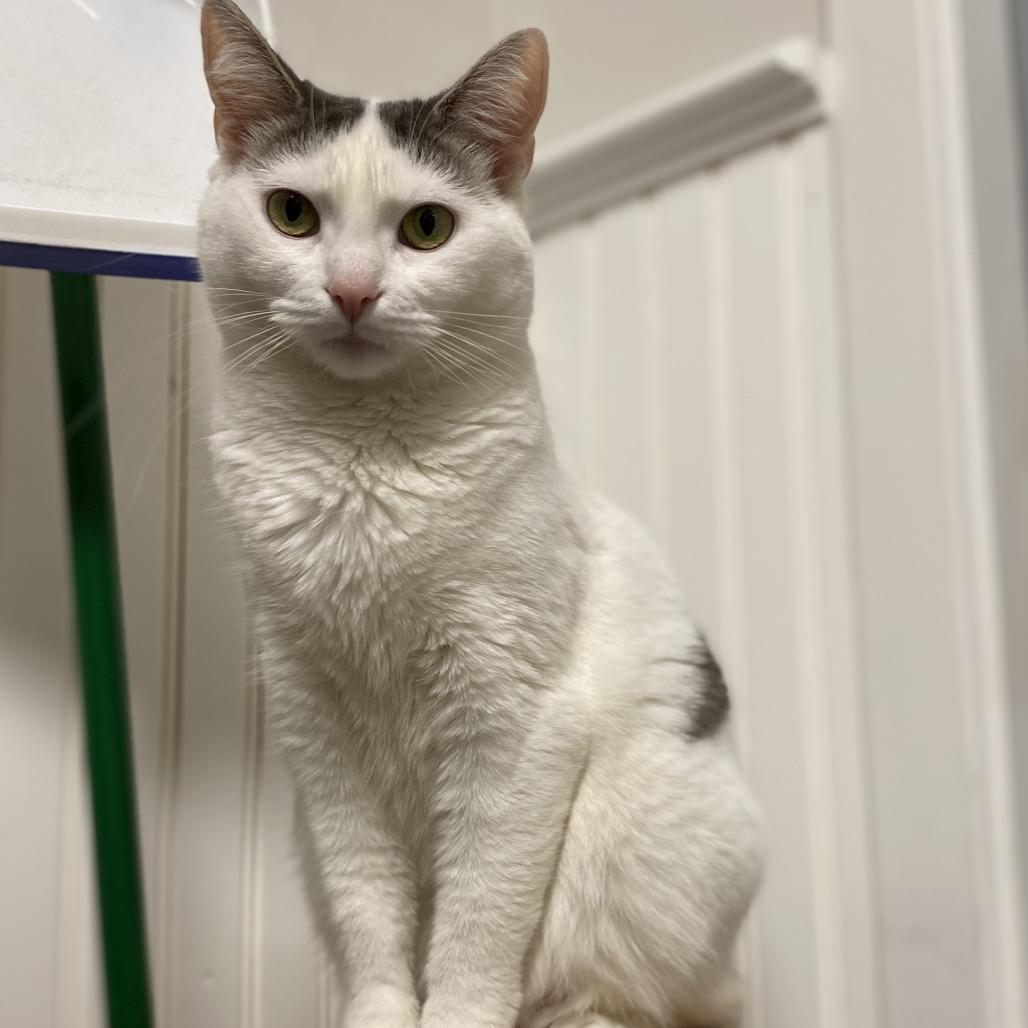 Enlarge 24-210 Vera, a Adoptable Domestic Short Hair in North Branford, CT image 5/6