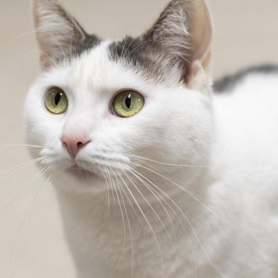 Enlarge 24-210 Vera, a Adoptable Domestic Short Hair in North Branford, CT image 6/6