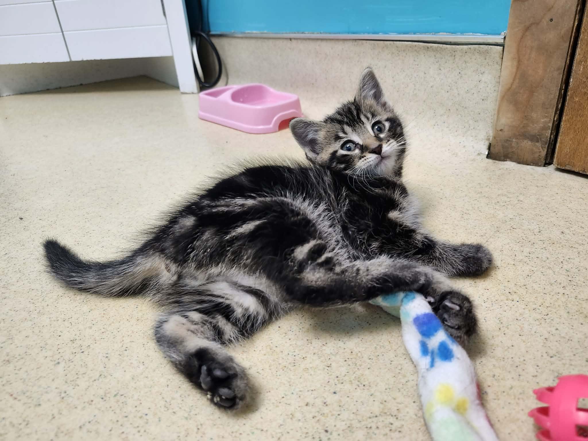 Mush, a ADOPTABLE Domestic Short Hair in Reynoldsburg, OH image 1/2
