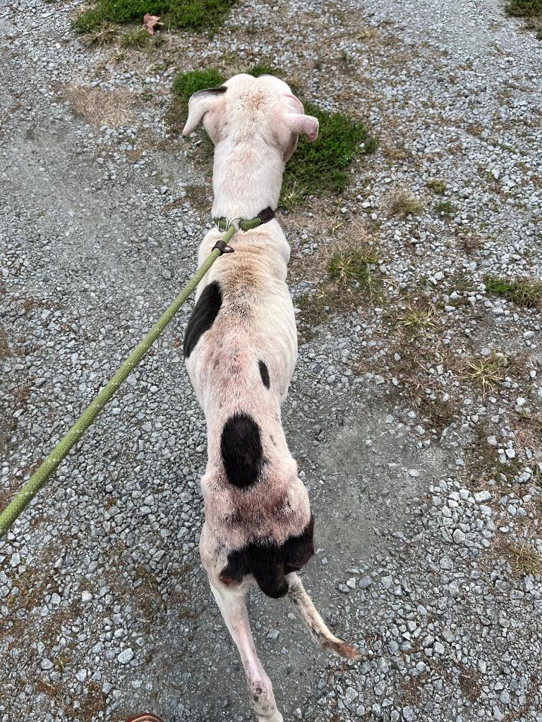 Enlarge Buggs Bunny, a Adoptable mixed breed in Winnsboro, SC image 1/3