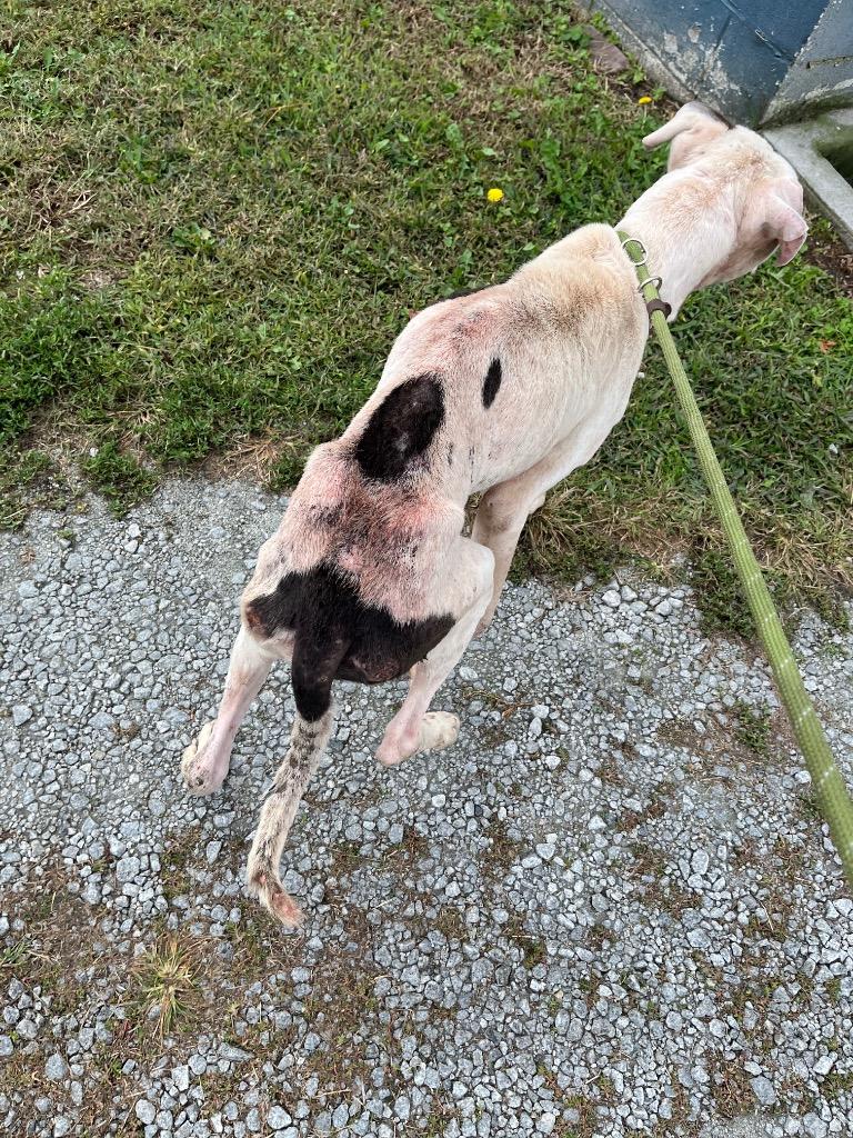 Enlarge Buggs Bunny, a Adoptable mixed breed in Winnsboro, SC image 2/3