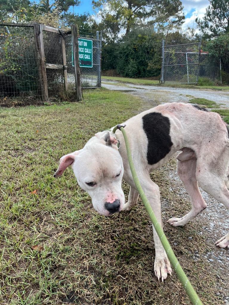 Enlarge Buggs Bunny, a Adoptable mixed breed in Winnsboro, SC image 3/3