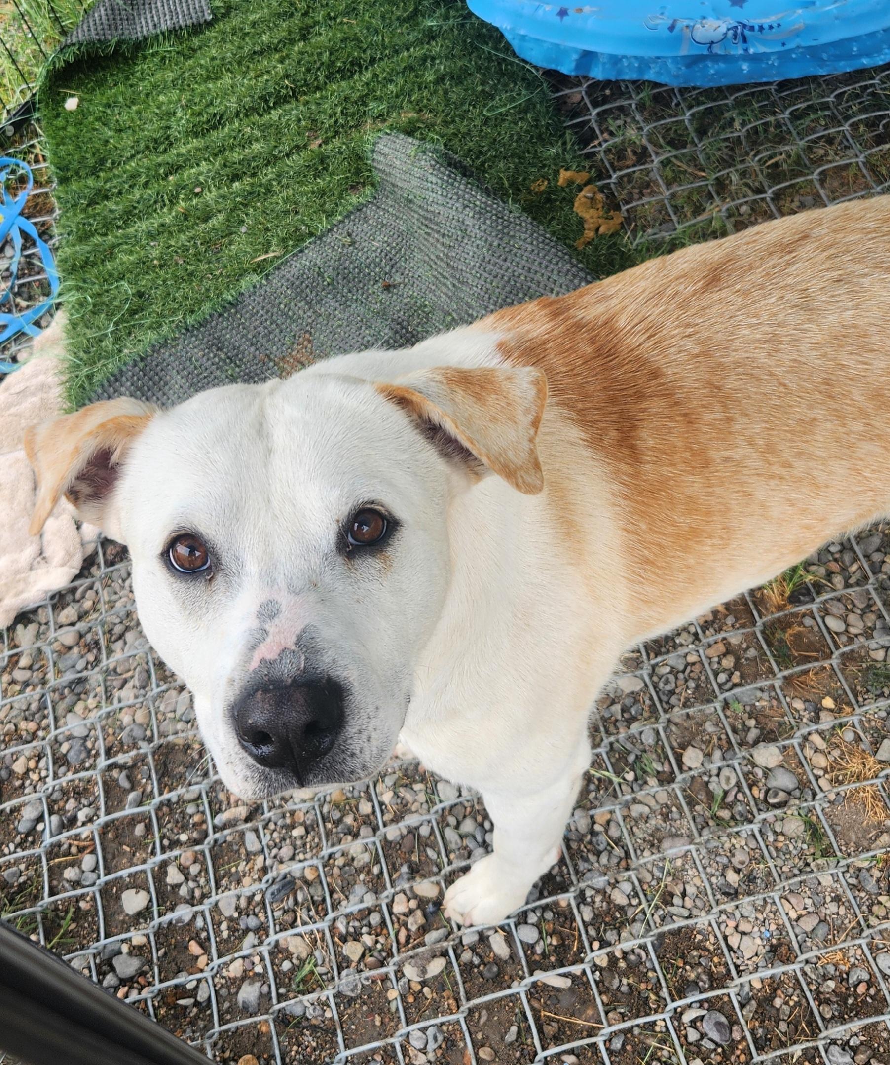 Enlarge Cheeto Dust, a ADOPTABLE mixed breed in Billings, MT image 1/1
