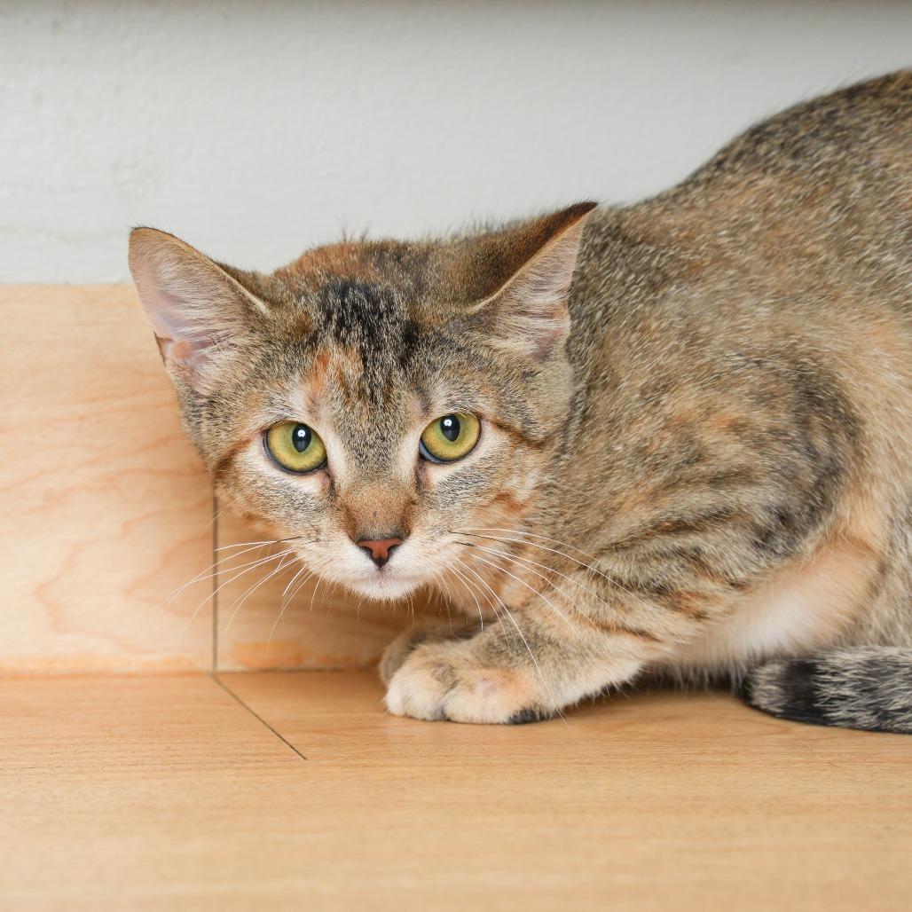 Butter Burger C71090, Adoptable, Kitten Female Domestic Short Hair.