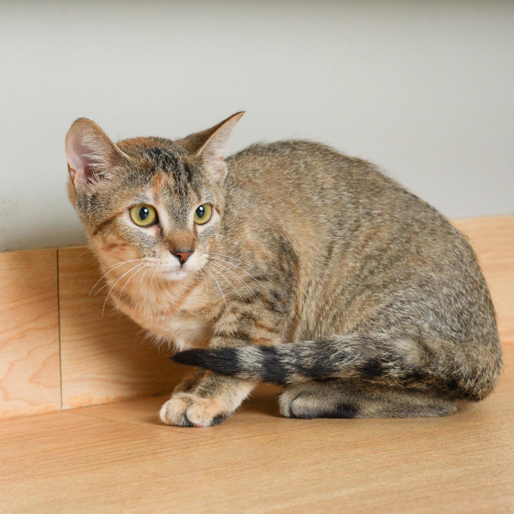 Enlarge Butter Burger C71090, a Adoptable Domestic Short Hair in Minnetonka, MN image 2/5