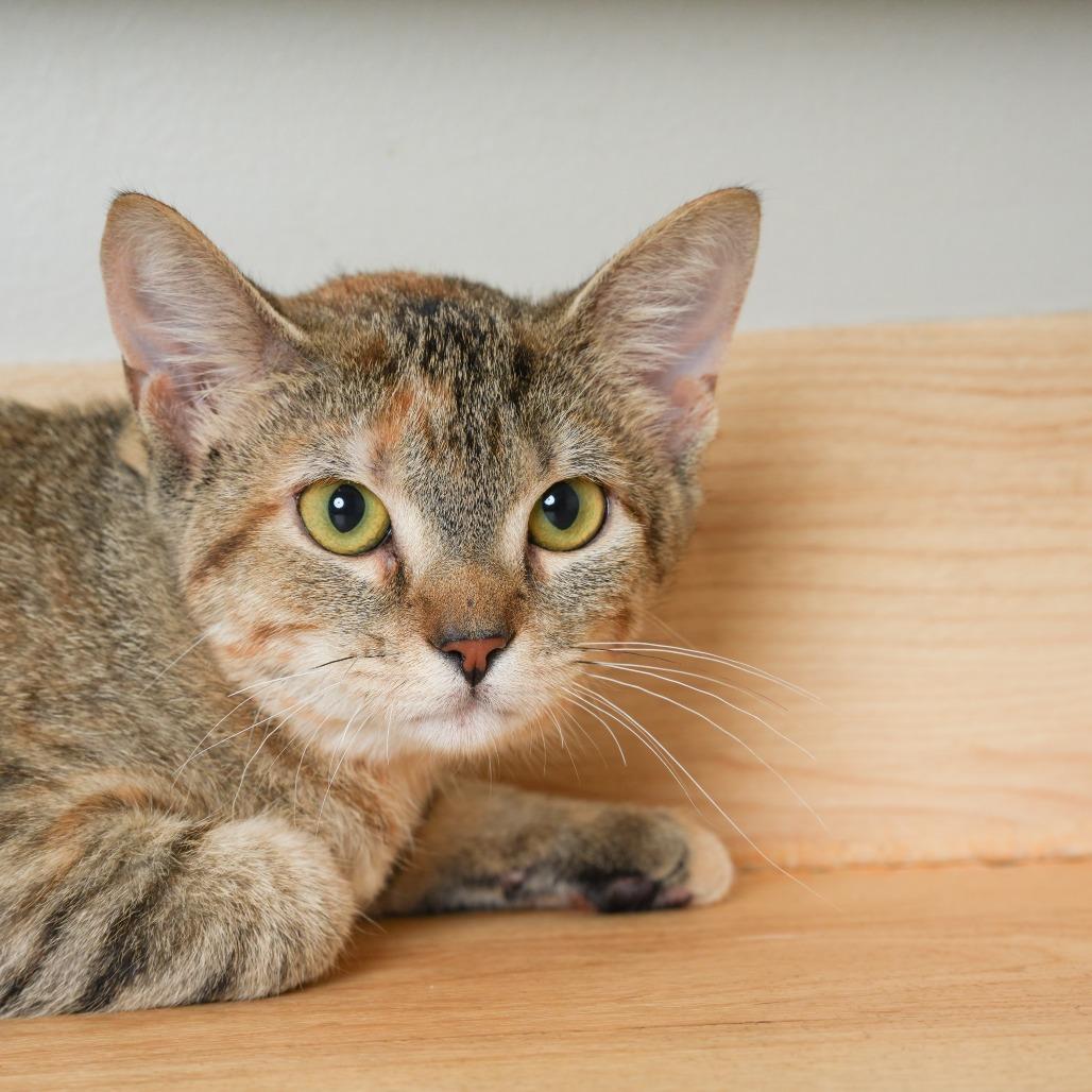 Enlarge Butter Burger C71090, a Adoptable Domestic Short Hair in Minnetonka, MN image 3/5