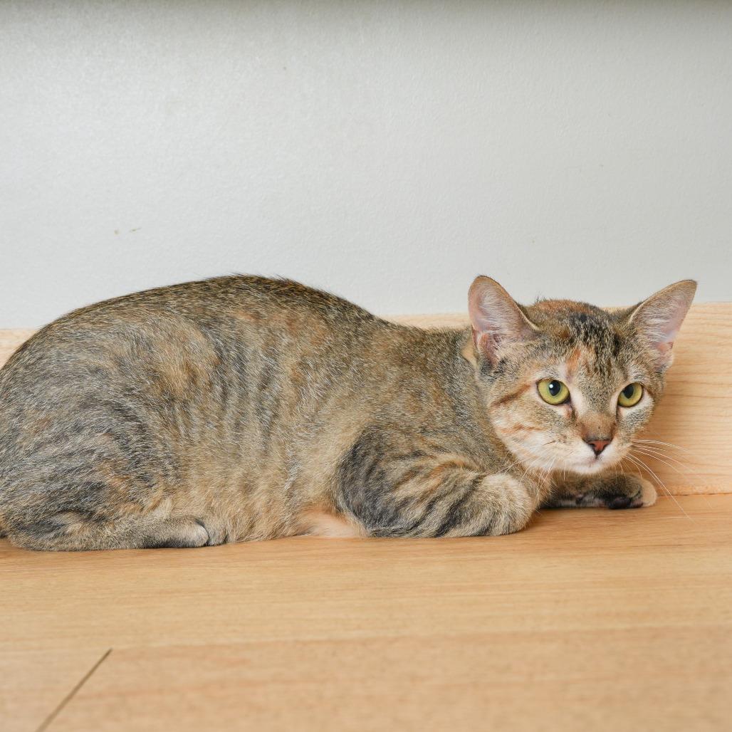 Enlarge Butter Burger C71090, a Adoptable Domestic Short Hair in Minnetonka, MN image 4/5