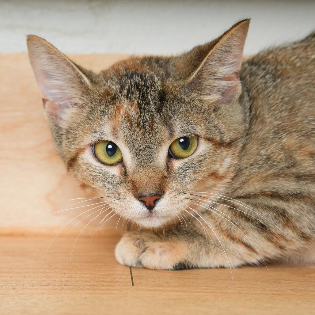 Enlarge Butter Burger C71090, a Adoptable Domestic Short Hair in Minnetonka, MN image 5/5