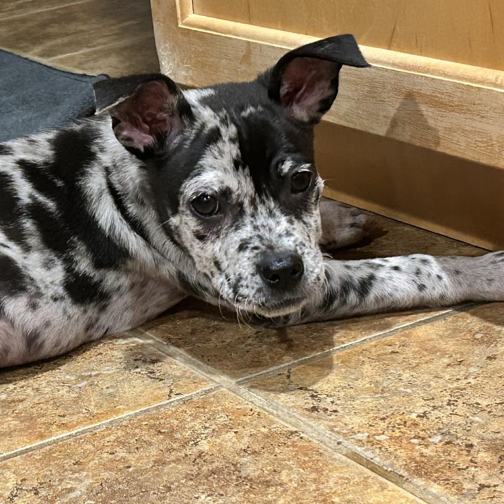 Enlarge NY Nutty Buddy (Foster in Ossining NY), a Adoptable mixed breed in Ossining , NY image 1/4