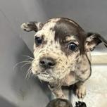 Enlarge NY Nutty Buddy (Foster in Ossining NY), a Adoptable mixed breed in Ossining , NY image 2/4