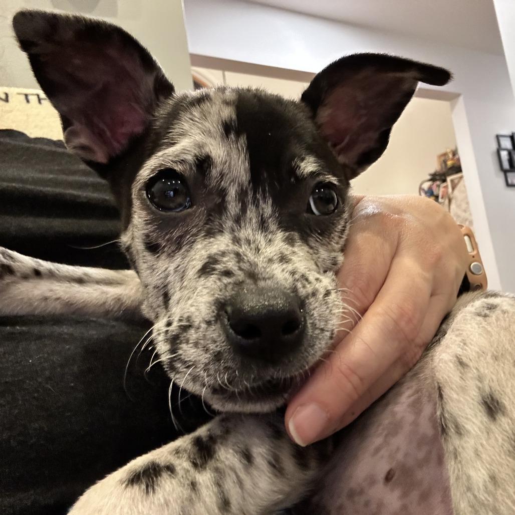 Enlarge NY Nutty Buddy (Foster in Ossining NY), a Adoptable mixed breed in Ossining , NY image 4/4