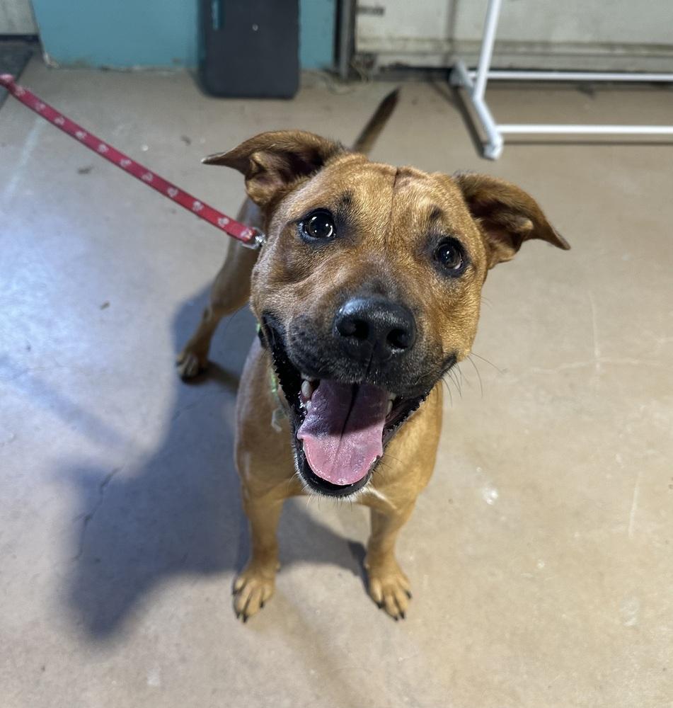 Pogo, a Adoptable mixed breed in Germantown, OH image 1/6