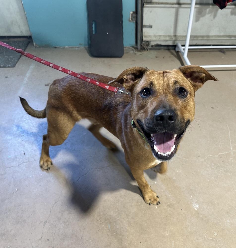 Pogo, a Adoptable mixed breed in Germantown, OH image 2/6