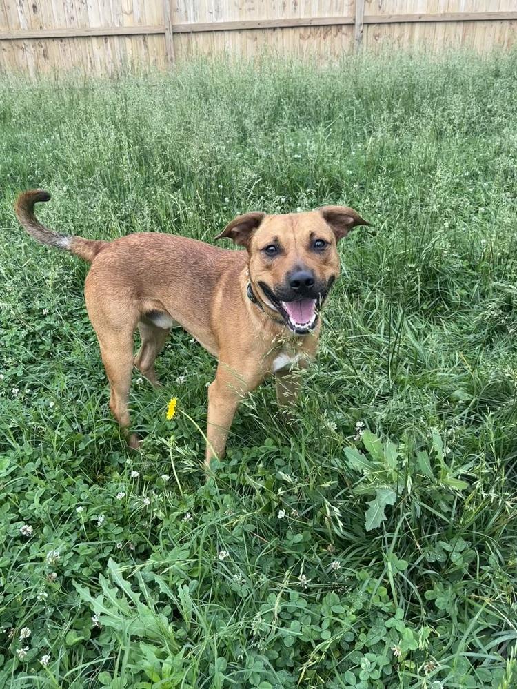 Pogo, a Adoptable mixed breed in Germantown, OH image 3/6