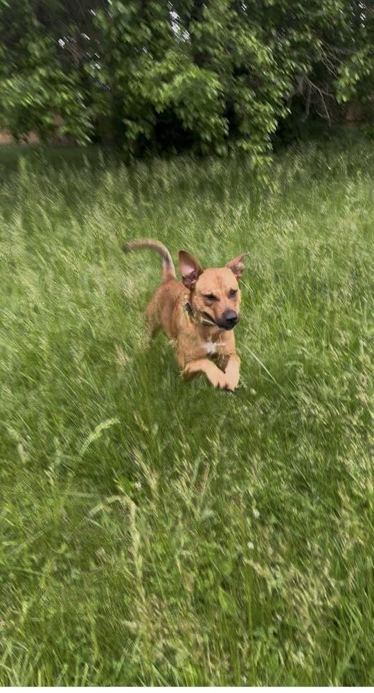 Pogo, a Adoptable mixed breed in Germantown, OH image 4/6