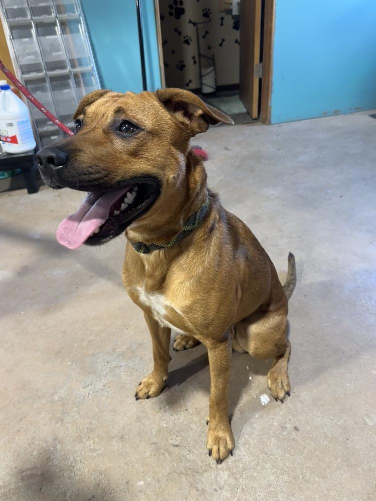 Pogo, a Adoptable mixed breed in Germantown, OH image 5/6