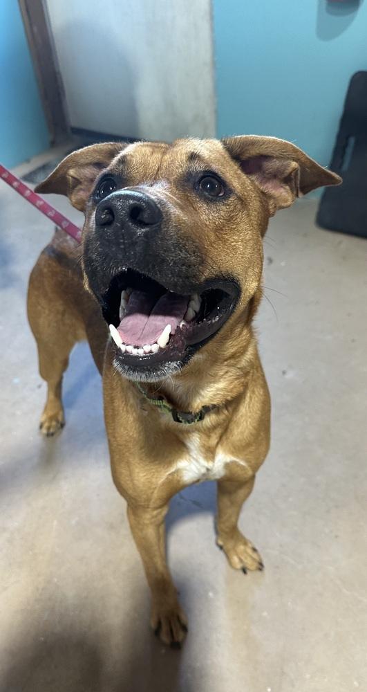 Pogo, a Adoptable mixed breed in Germantown, OH image 6/6