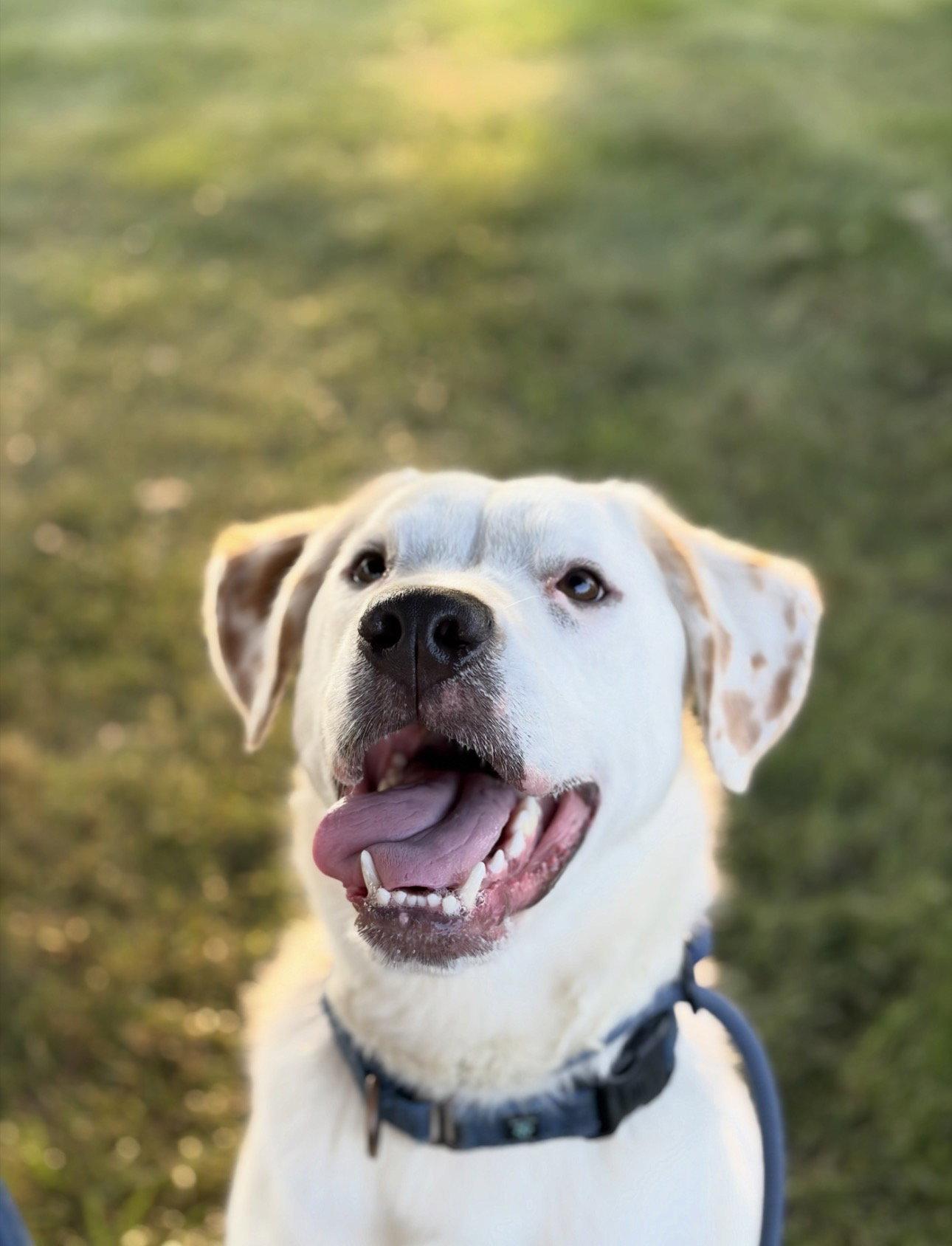 Bill, Adoptable, Young Male Hound.