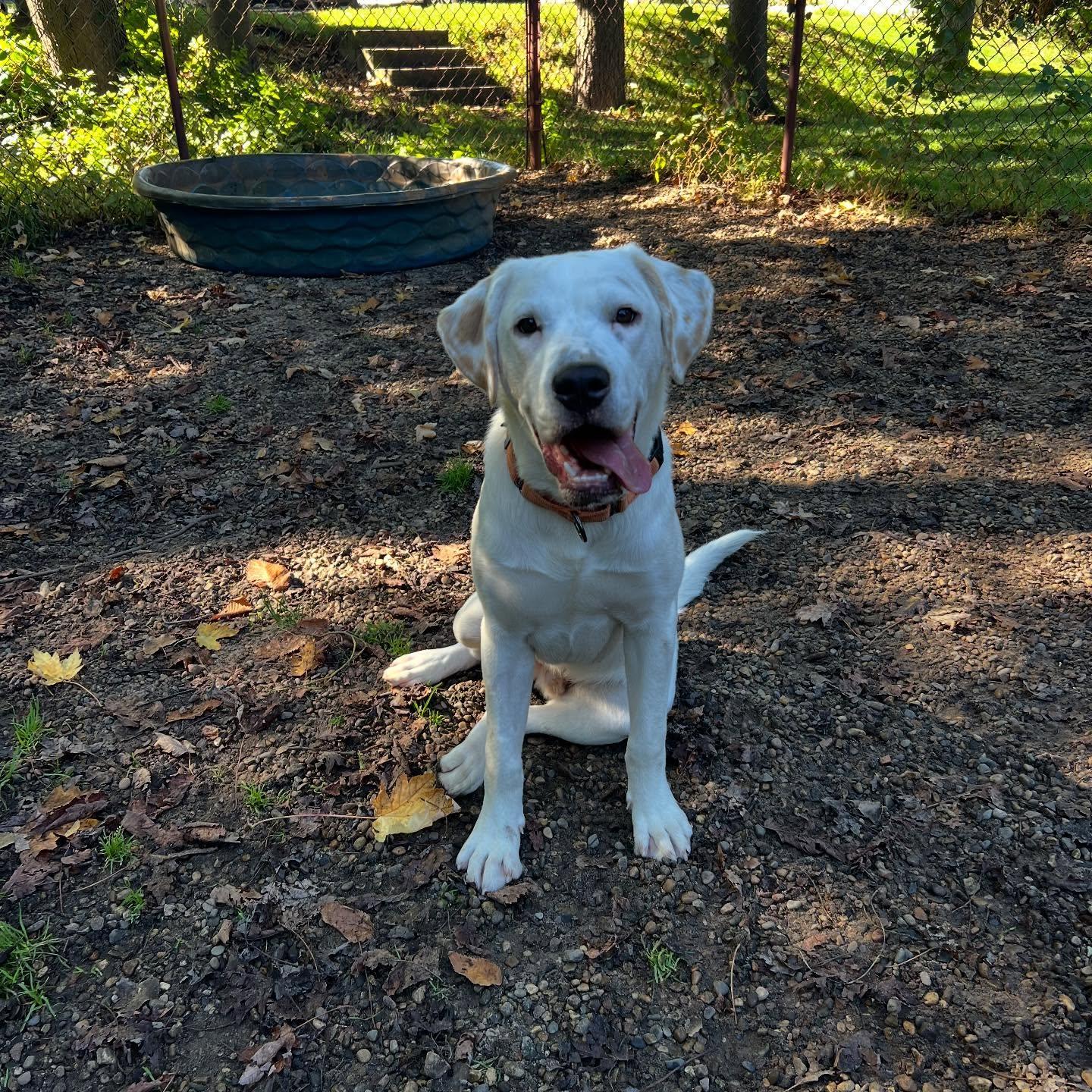 Enlarge Bill, a Adoptable Hound in Holland, MI image 1/3