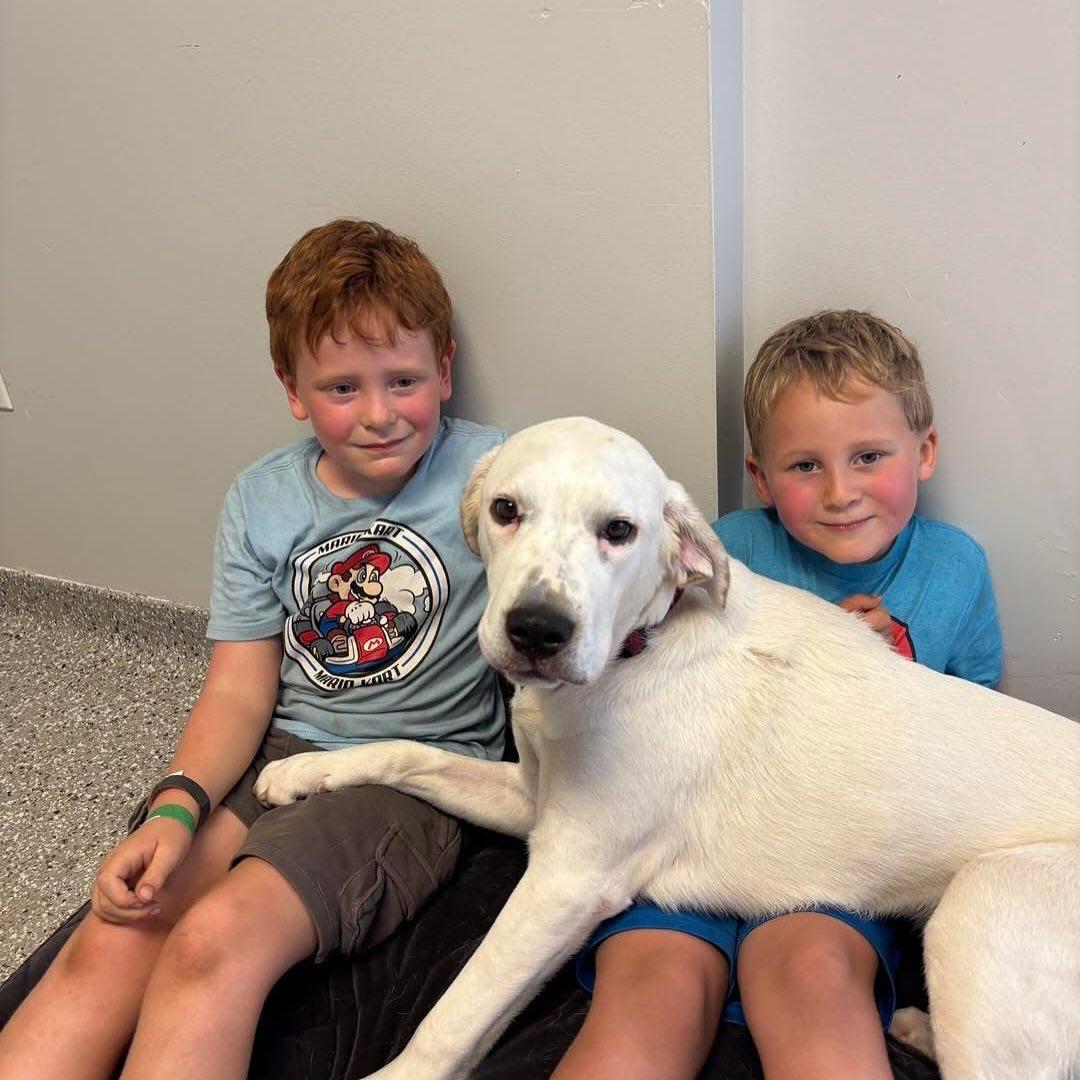 Enlarge Bill, a Adoptable Hound in Holland, MI image 3/3