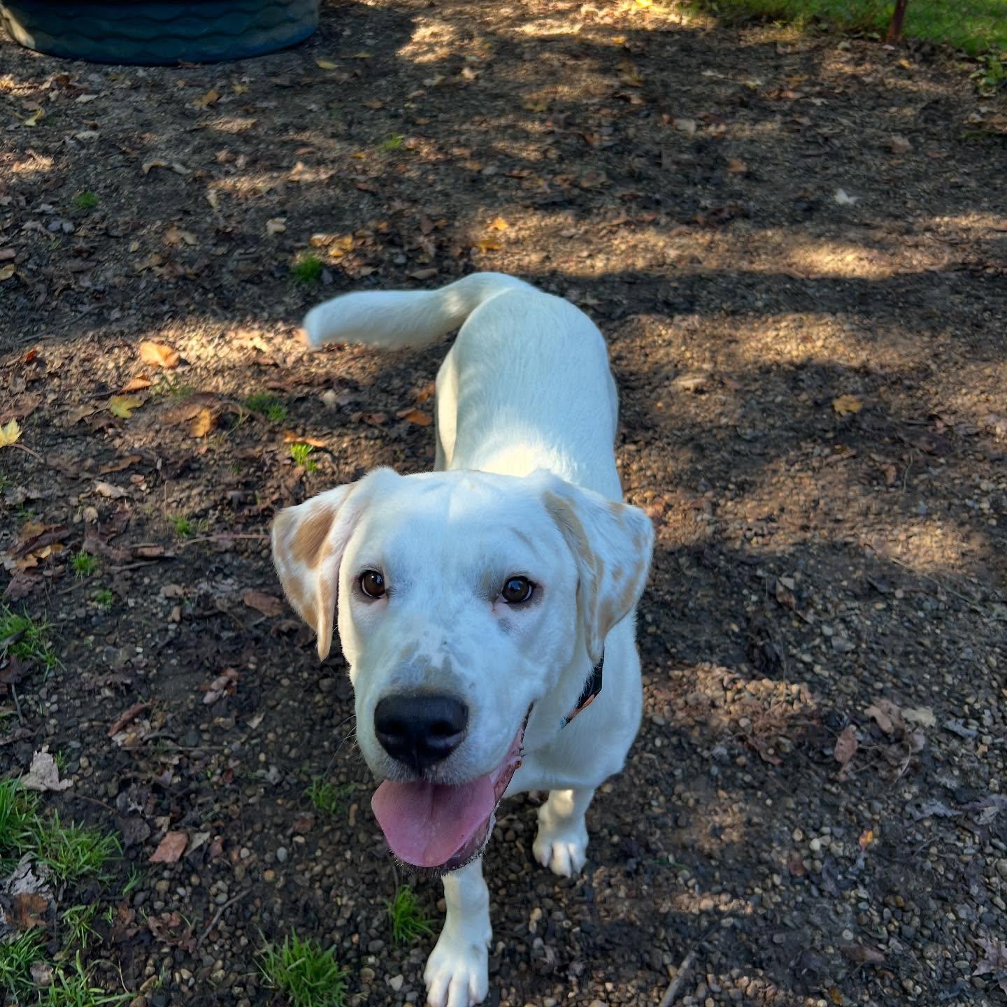 Enlarge Bill, a Adoptable Hound in Holland, MI image 2/3