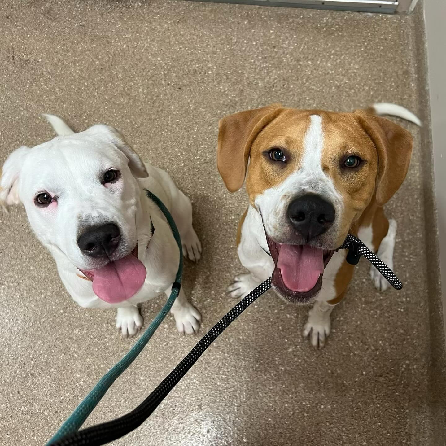 Bill, Adoptable, Young Male Hound.
