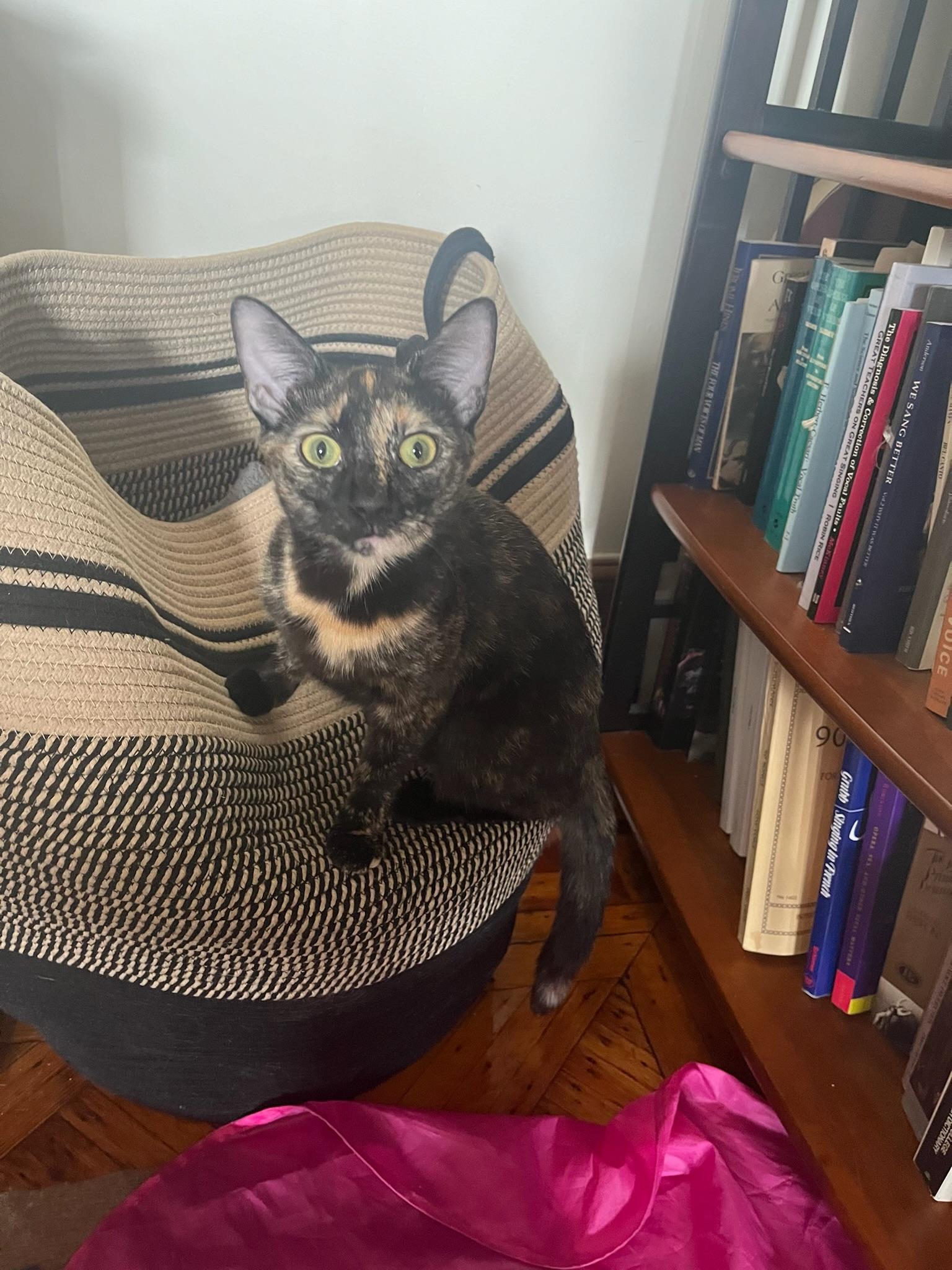 Enlarge Pandora, a Adopted Domestic Short Hair in Brooklyn, NY image 1/3