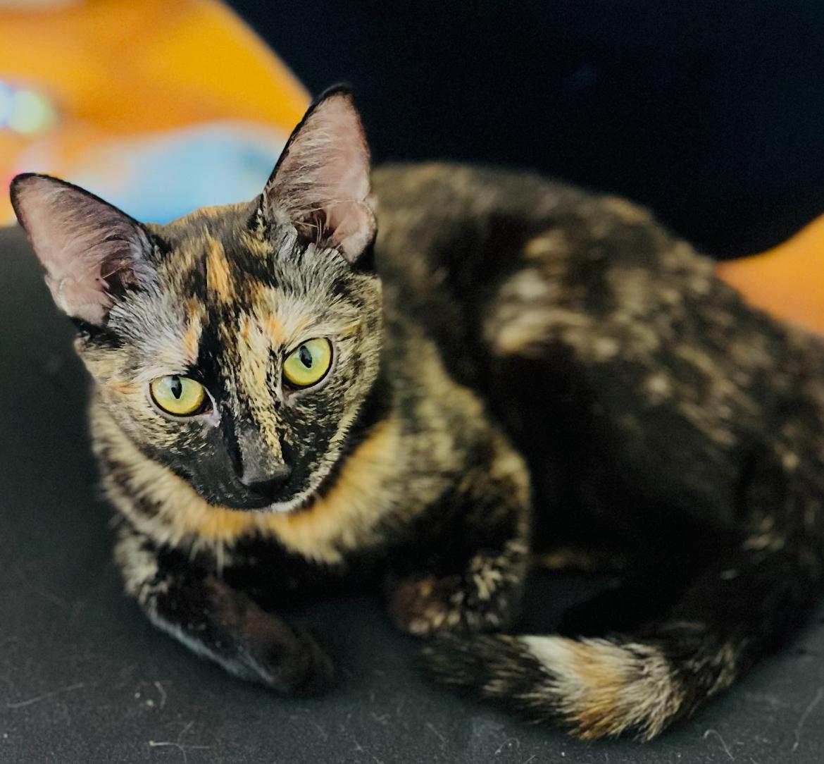 Enlarge Pandora, a Adopted Domestic Short Hair in Brooklyn, NY image 2/3