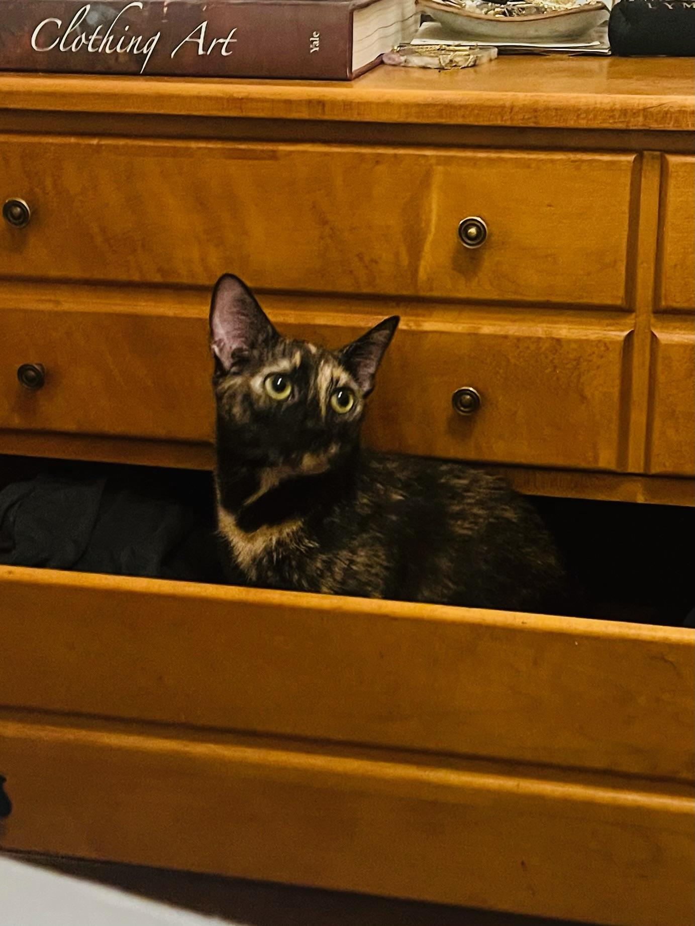 Enlarge Pandora, a Adopted Domestic Short Hair in Brooklyn, NY image 3/3