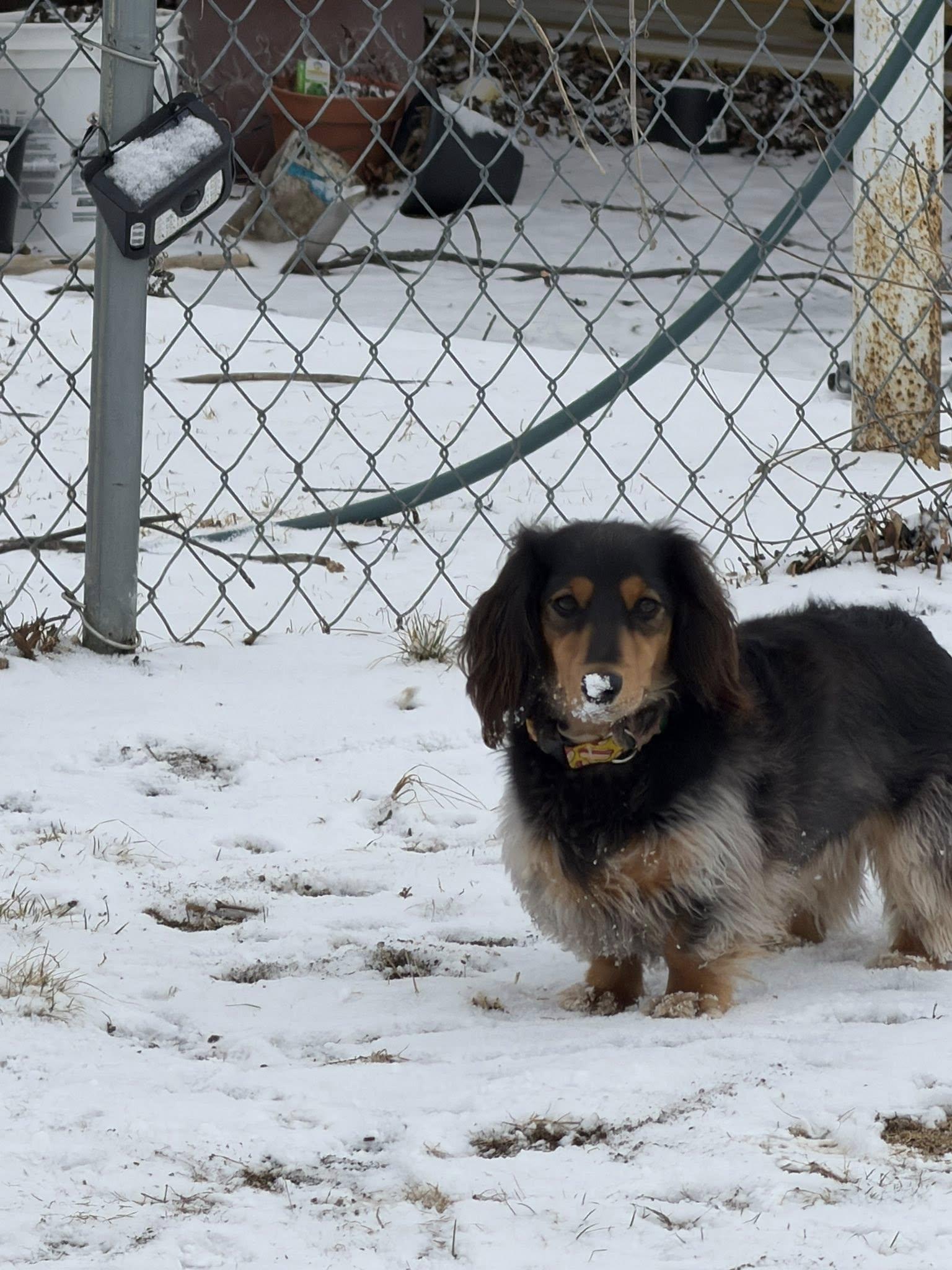 Peanut, Adoptable, Young Male Dachshund.