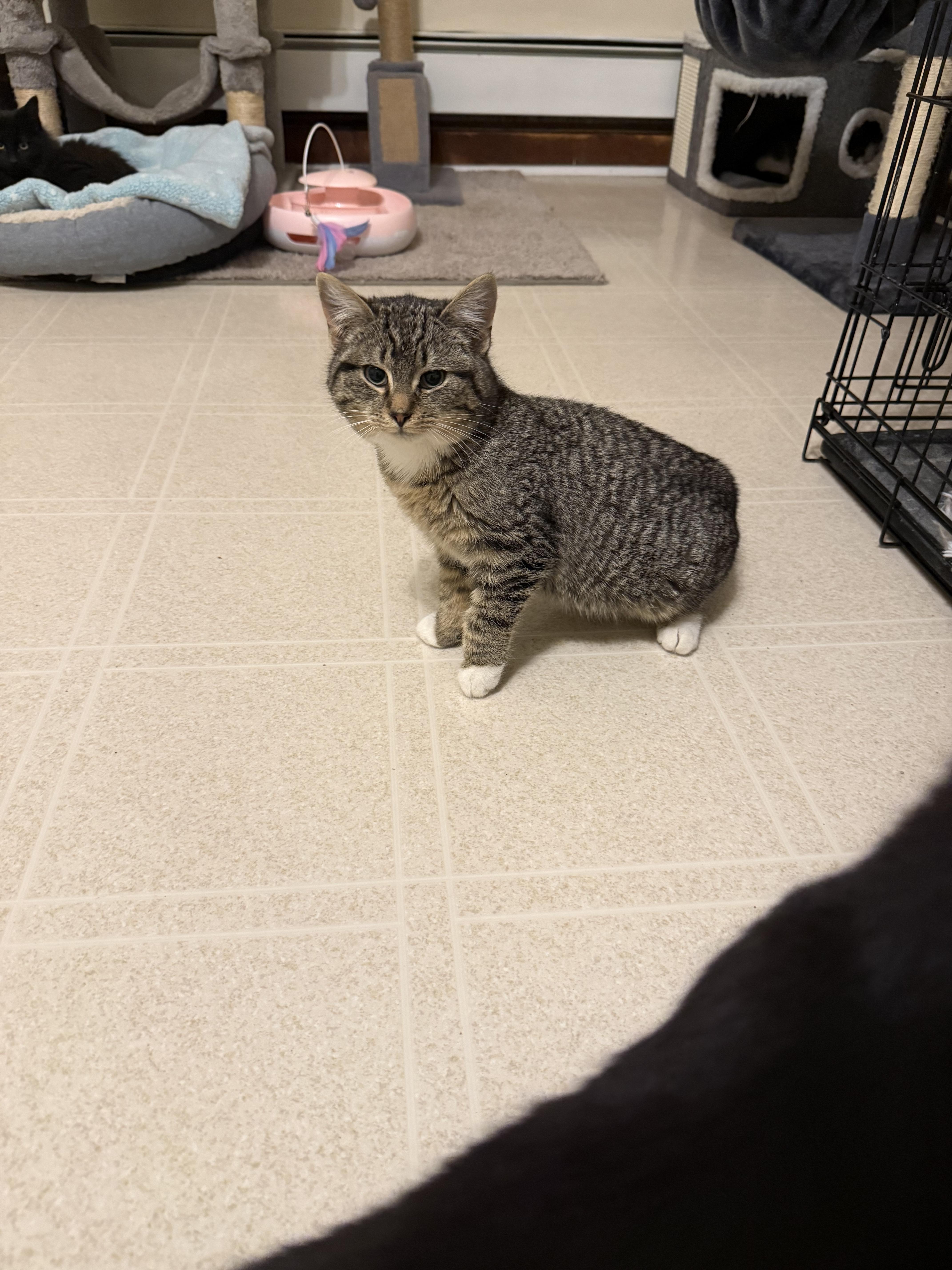 Enlarge Mickey, an adopted Domestic Medium Hair in OLEAN, NY image 1/1