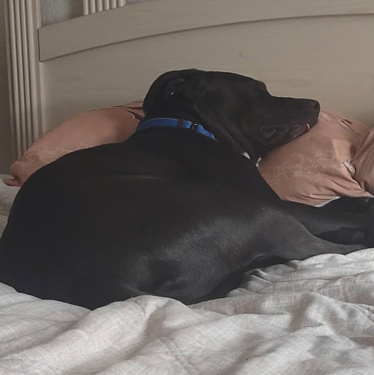 Enlarge Silly Dobby!, a ADOPTABLE mixed breed in Laguna Beach, CA image 5/6